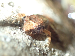 Limnonectes kohchangae