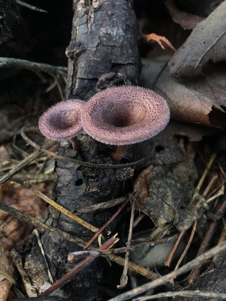 Panus strigellus · January 2023 · photo: © nbareschu (iNaturalist, cc-by)