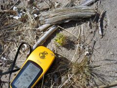 Cleomella obtusifolia