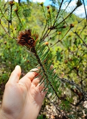Pultenaea stipularis