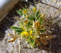 Cleomella obtusifolia