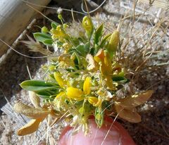 Cleomella obtusifolia