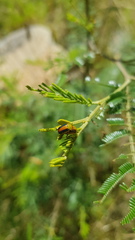 Calomela parilis