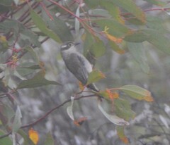 Melithreptus brevirostris
