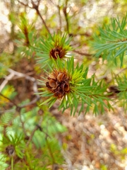 Pultenaea stipularis
