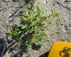 Cleomella obtusifolia