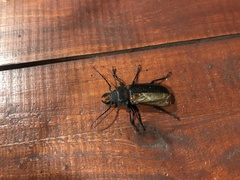 Mallodon spinibarbis