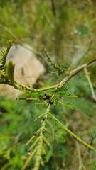 Calomela parilis