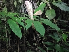 Heptapleurum heptaphyllum