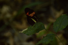 Heliconius erato
