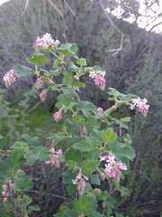 Ribes malvaceum