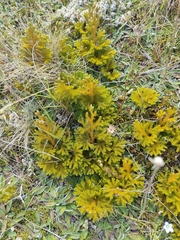 Austrolycopodium fastigiatum