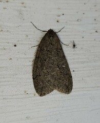 Paleacrita merriccata