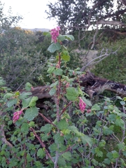 Ribes malvaceum