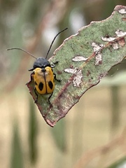 Cadmus litigiosus