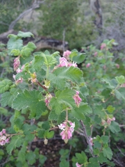Ribes malvaceum