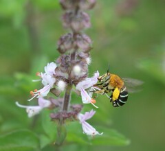 Amegilla cingulata