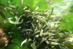 Posidonia australis