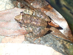 Limnonectes kohchangae