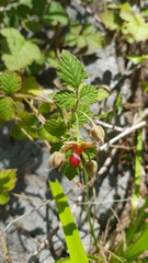 Rubus parvifolius