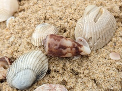 Conus papilliferus