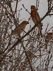 Haemorhous mexicanus