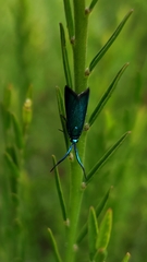 Pollanisus viridipulverulenta