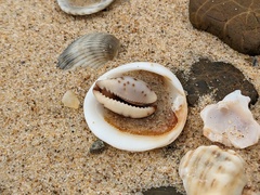 Purpuradusta gracilis