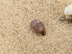 Purpuradusta gracilis