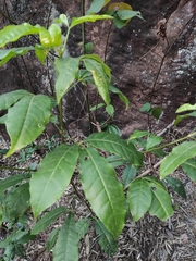 Melicope pteleifolia