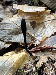 Trichoglossum