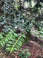 Araucaria bidwillii