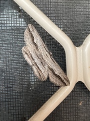 Euphronarcha luxaria