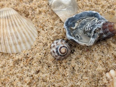 Bembicium auratum