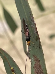 Rayieria basifer