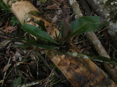 Niphidium crassifolium
