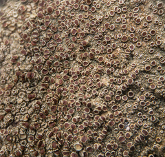 Lecanora cinereofusca