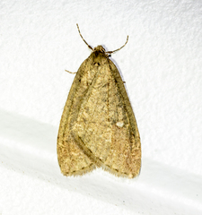 Paleacrita merriccata