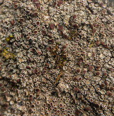 Lecanora cinereofusca