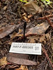 Trichoglossum