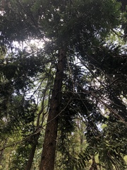 Araucaria bidwillii