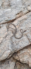 Oxybelis microphthalmus