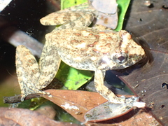 Limnonectes kohchangae