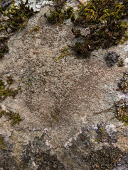 Lecanora cinereofusca