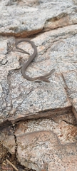Oxybelis microphthalmus