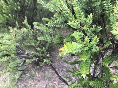 Melaleuca squarrosa