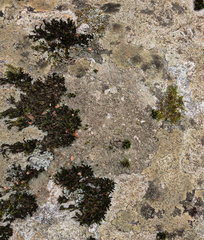 Lecanora cinereofusca