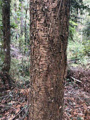Araucaria bidwillii