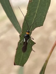 Rayieria basifer