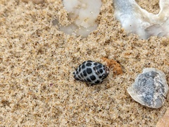 Tenguella marginalba